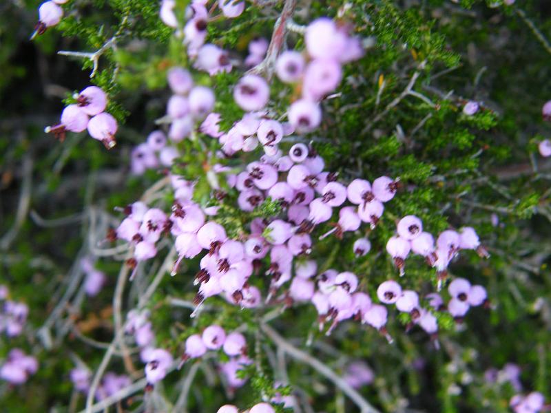 urze campestre  (Erica arborea)1.JPG